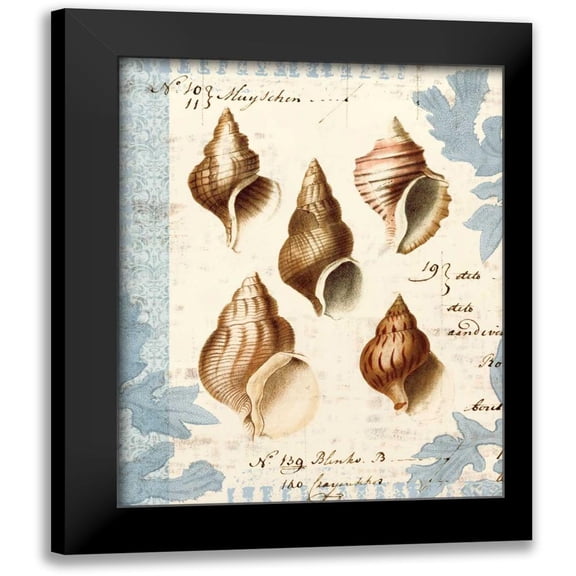 Berg, Sabine 12x14 Black Modern Framed Museum Art Print Titled - Seashell Collection II