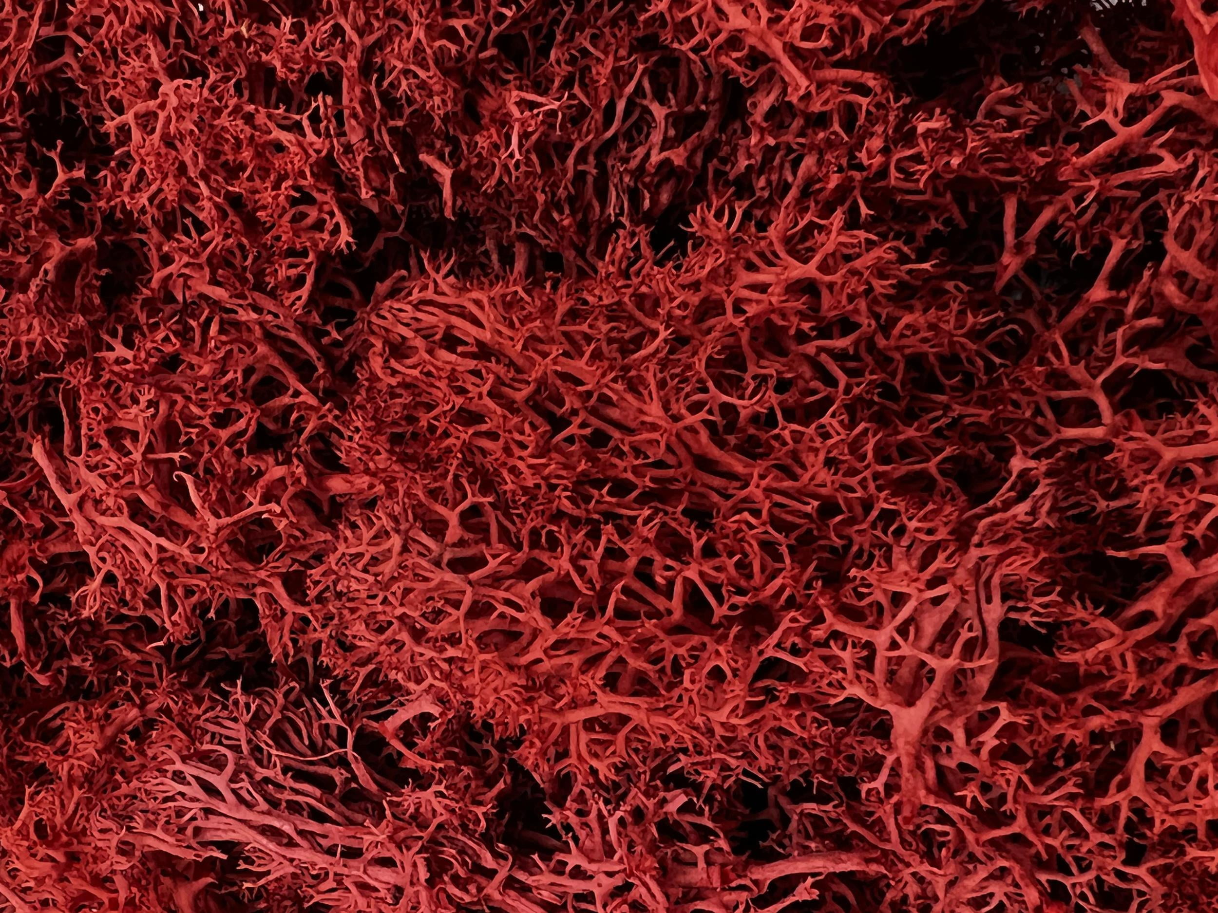 Bergamo Art 200g Preserved Reindeer Moss in Red