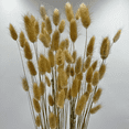 thumbnail image 1 of Bergamo Art Bundle of 4 Bunch Dried Bunny Tails Grass-20-24" in Natural, 1 of 4