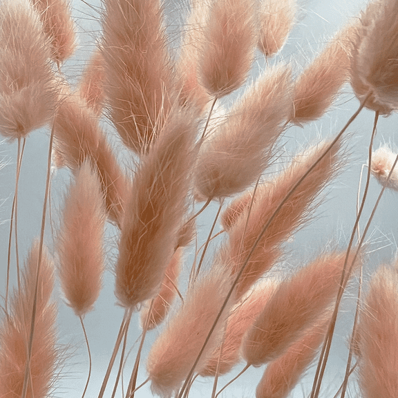 Bergamo Art Bundle of 4 Bunch Dried Bunny Tails Grass-20-24" in Pink