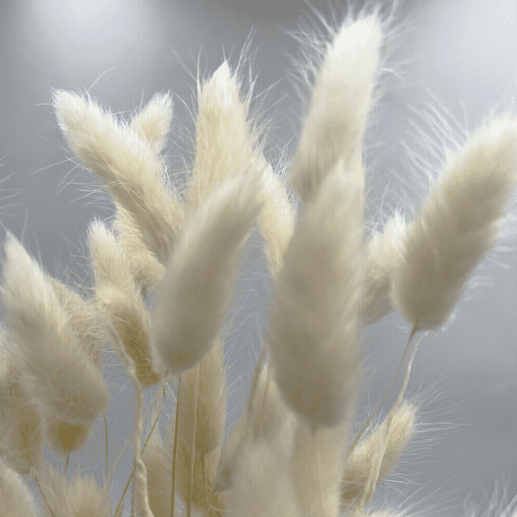 Bergamo Art Bundle of 4 Bunch Dried Bunny Tails Grass-20-24" in White