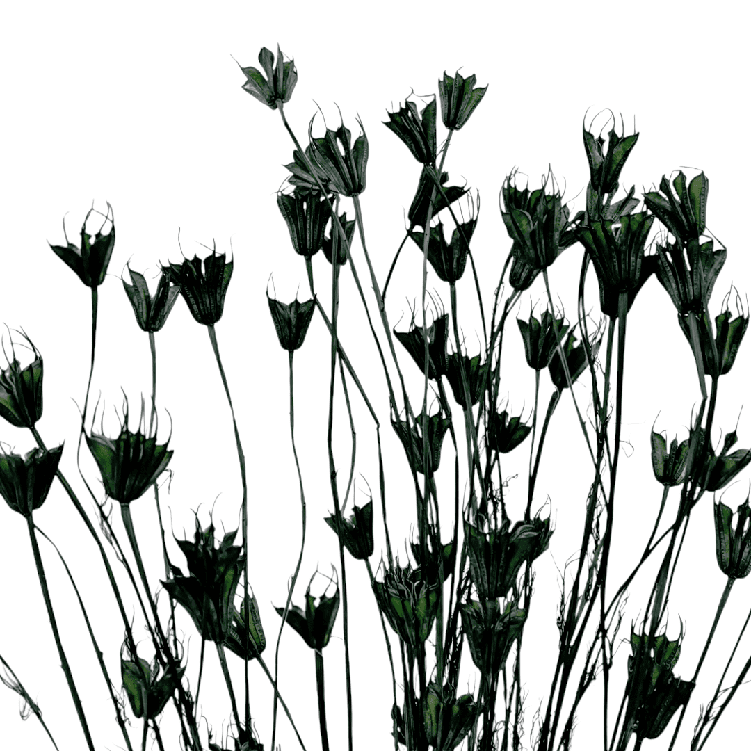 Bergamo Art Bundle of 4 Dried Octagon Flower in Dark Green