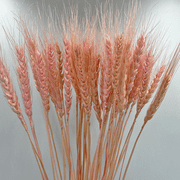 Bergamo Art Bundle of 4 Dried Wheat 24" long in Pink