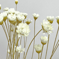 thumbnail image 1 of Bergamo Art Bundle of 4 Preserved Little Star Flower 16-20" long in Green, 1 of 5