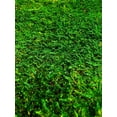 thumbnail image 1 of Bergamo Art Green Flat sheet Moss 2 sq feet, 1 of 3