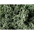 thumbnail image 1 of Bergamo Art Terrariums And Enhancing Home Décor - 1 lb - Grass Green, 1 of 4