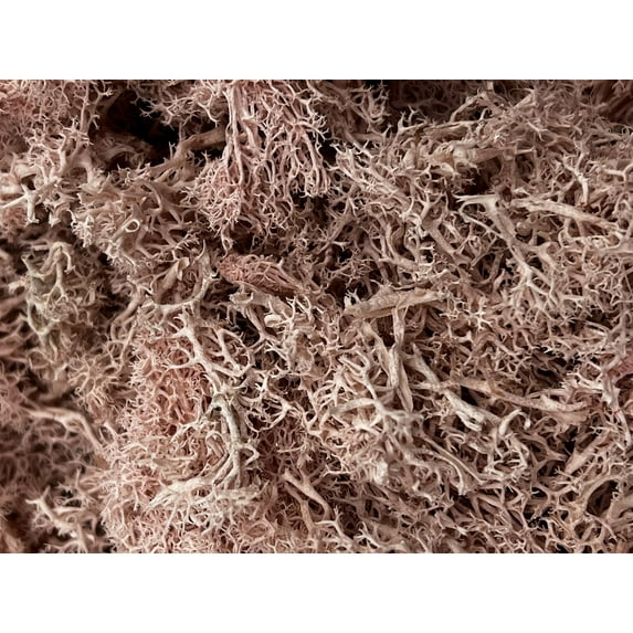 Bergamo Art 450g Preserved Reindeer Moss in Pink