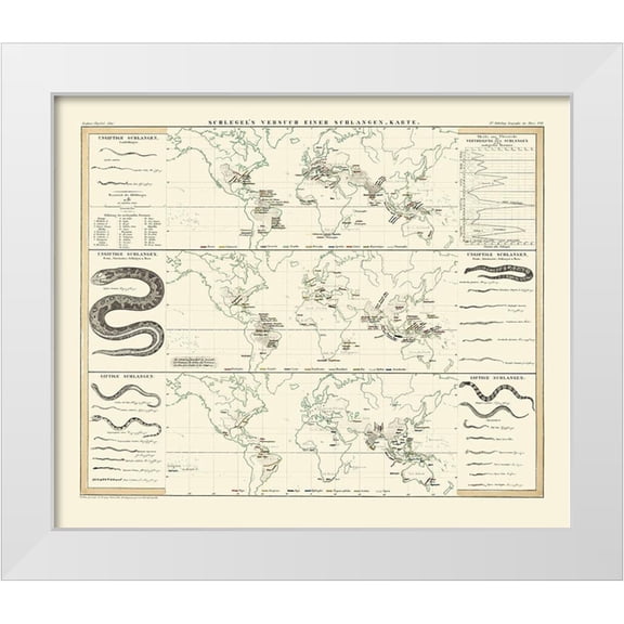 Berghaus 14x12 White Modern Wood Framed Museum Art Print Titled - World Snakes - Berghaus