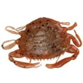 thumbnail image 1 of Gulp! Peeler Crab Soft Bait 2" Length, New Penny, Per 8 1109391, 1 of 1