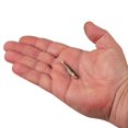 thumbnail image 1 of Berkley PowerBait® Ripple Shad, 2 in, Swimbaits, HD Red Belly Goby (8 Count), 1 of 9