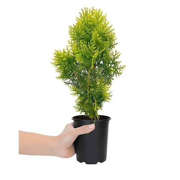 Berkman's Gold Arborvitae | Live Plants | Platycladus orientalis 'Aurea Nana' | Compact Evergreen Shrub for Borders | Vibrant Golden Foliage Accent (1 Plant, Quart)