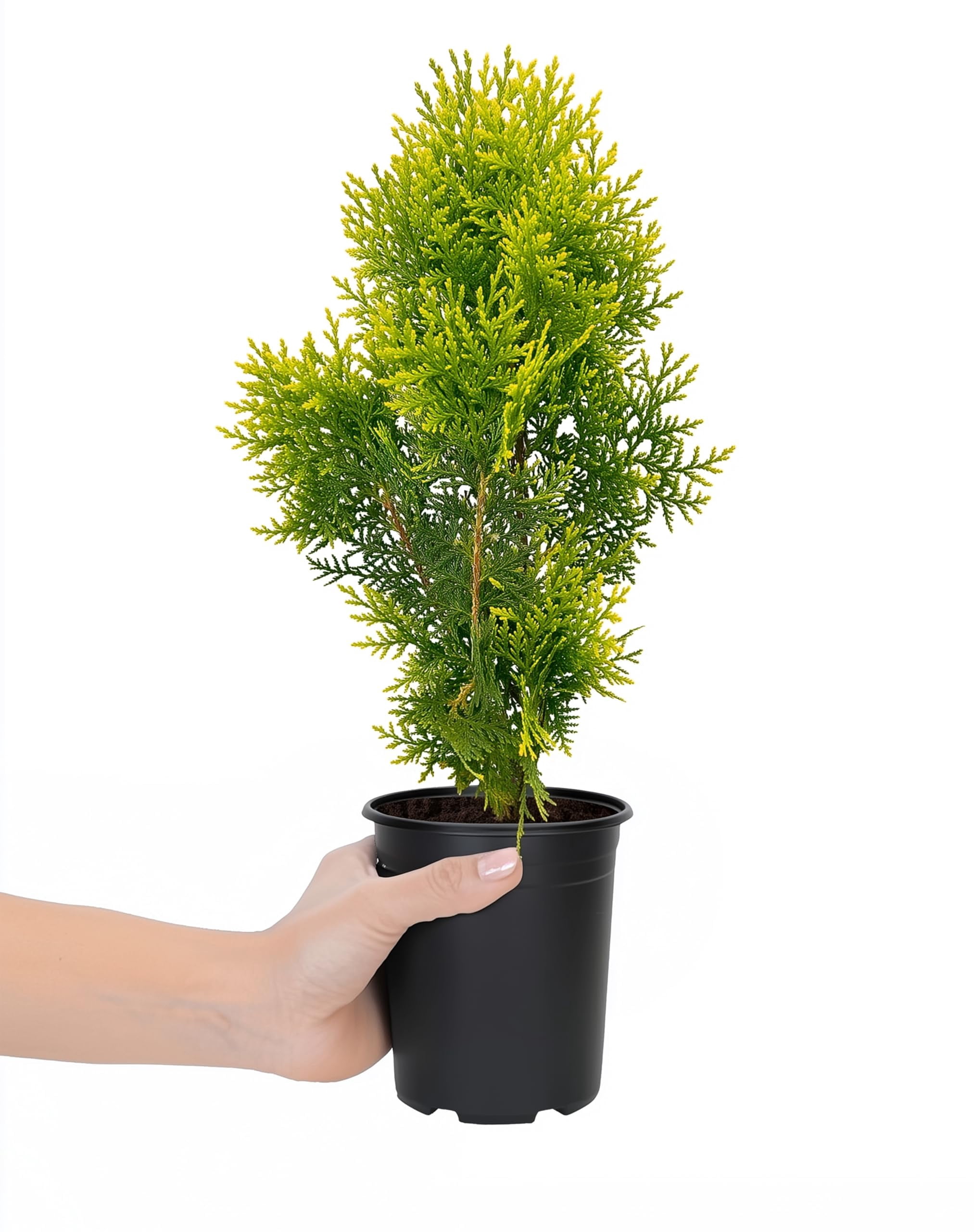 Berkman's Gold Arborvitae | Live Plants | Platycladus orientalis 'Aurea Nana' | Compact Evergreen Shrub for Borders | Vibrant Golden Foliage Accent (10 Plants, Quart)