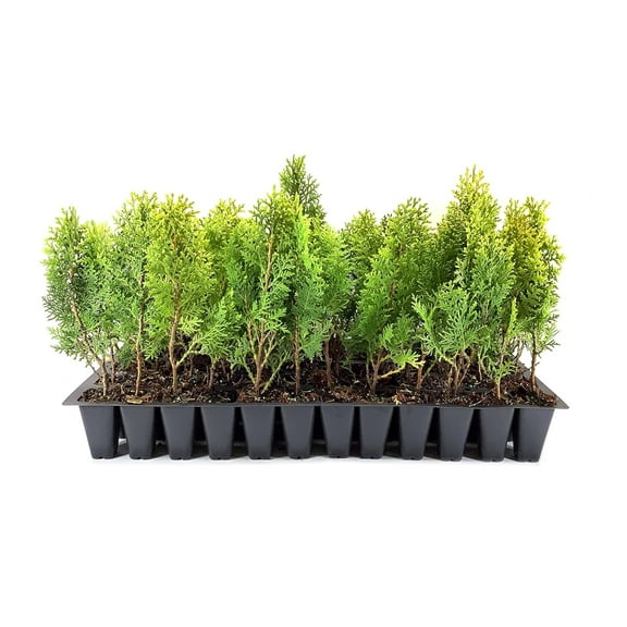 Berkman's Gold Arborvitae | Live Plants | Platycladus orientalis 'Aurea Nana' | Compact Evergreen Shrub for Borders | Vibrant Golden Foliage Accent (3 Plants, 2 Inch)