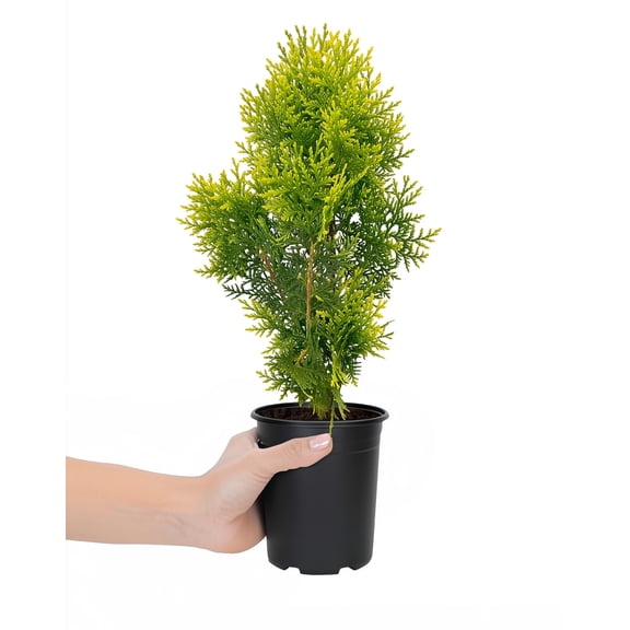 Berkman's Gold Arborvitae | Live Plants | Platycladus orientalis 'Aurea Nana' | Compact Evergreen Shrub for Borders | Vibrant Golden Foliage Accent (3 Plants, Quart)