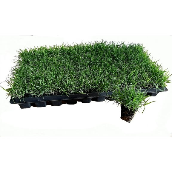 Bermuda Grass Plug Tray | EZ Plug 50 Grass Plugs Per Tray