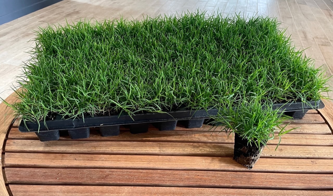 Bermuda Grass Plug Tray with 50 Grass Plugs for Indoor Garden Growing System