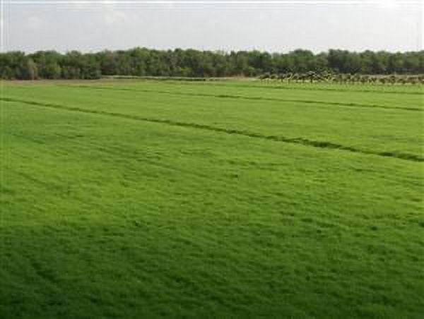 Bermuda Grass Seed Coated/Hulled - 1 Lb.