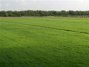 Bermuda Grass Seed Coated/Hulled - 10 Lbs.