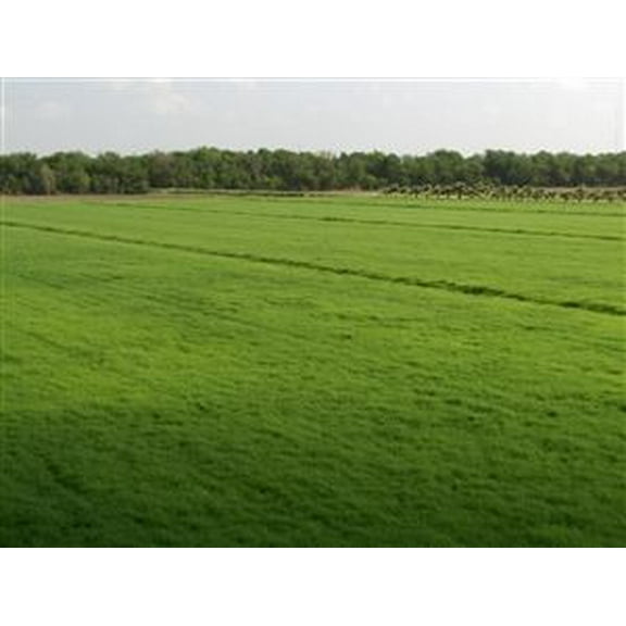 Bermuda Grass Seed Coated/Hulled - 10 Lbs.