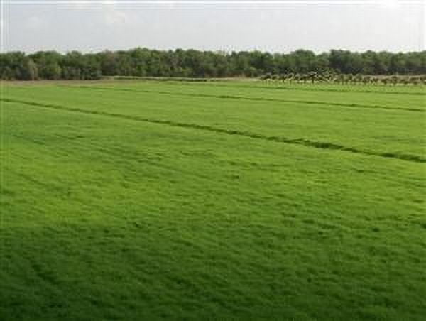 Bermuda Grass Seed Coated/Hulled - 20 Lbs.