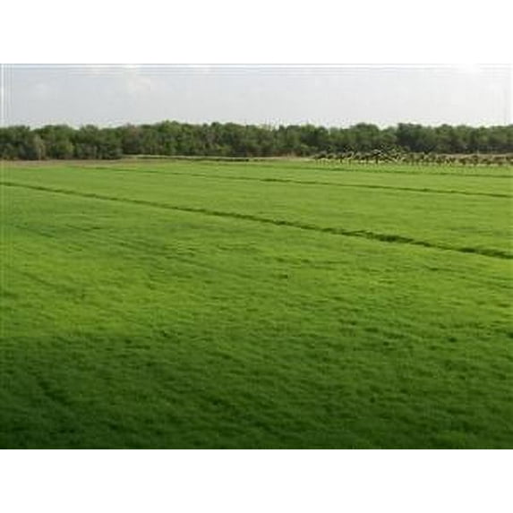 Bermuda Grass Seed Coated/Hulled - 20 Lbs.