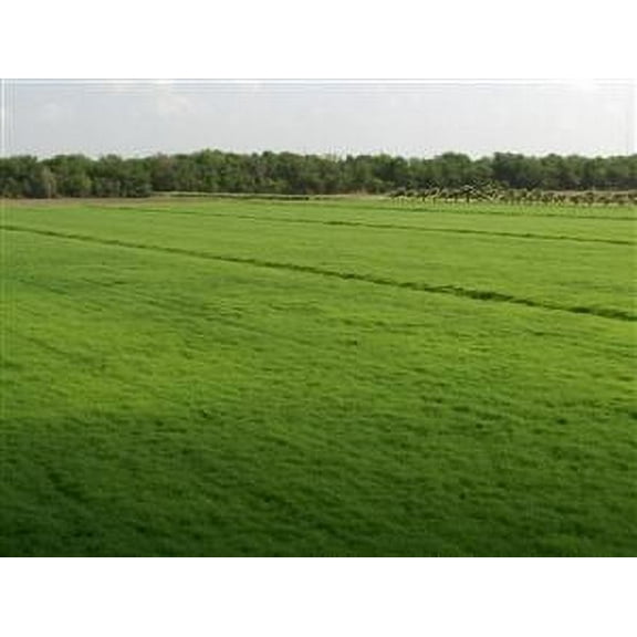 Bermuda Grass Seed Coated/Hulled - 20 Lbs.