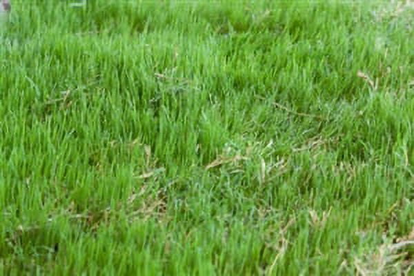 Bermuda Grass Seed Common Raw Hulled - 2 Lbs.