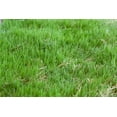 thumbnail image 1 of Bermuda Grass Seed Common Raw Hulled - 5 Lbs., 1 of 1