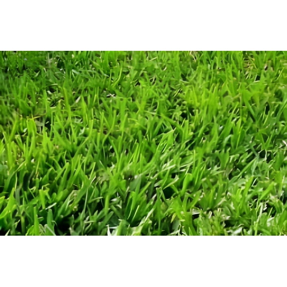 Allstar Seed Common Bermuda Grass Seeds, 1 lb - Drought Resistant