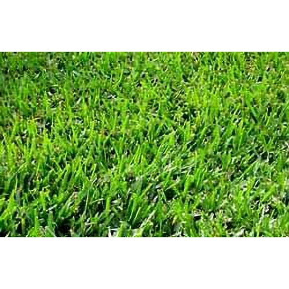 Bermuda Grass Seed Common Raw Unhulled - 10 Lbs.