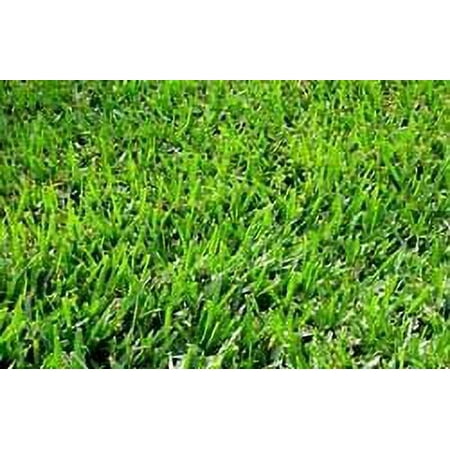 Allstar Seed Common Raw Unhulled Bermuda Plant Grass Seed, 5 lbs