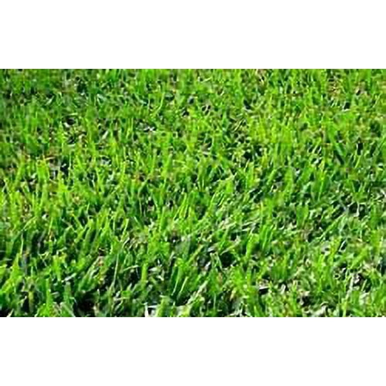 Allstar Seed Common Raw Unhulled Bermuda Plant Grass Seed, 5 lbs