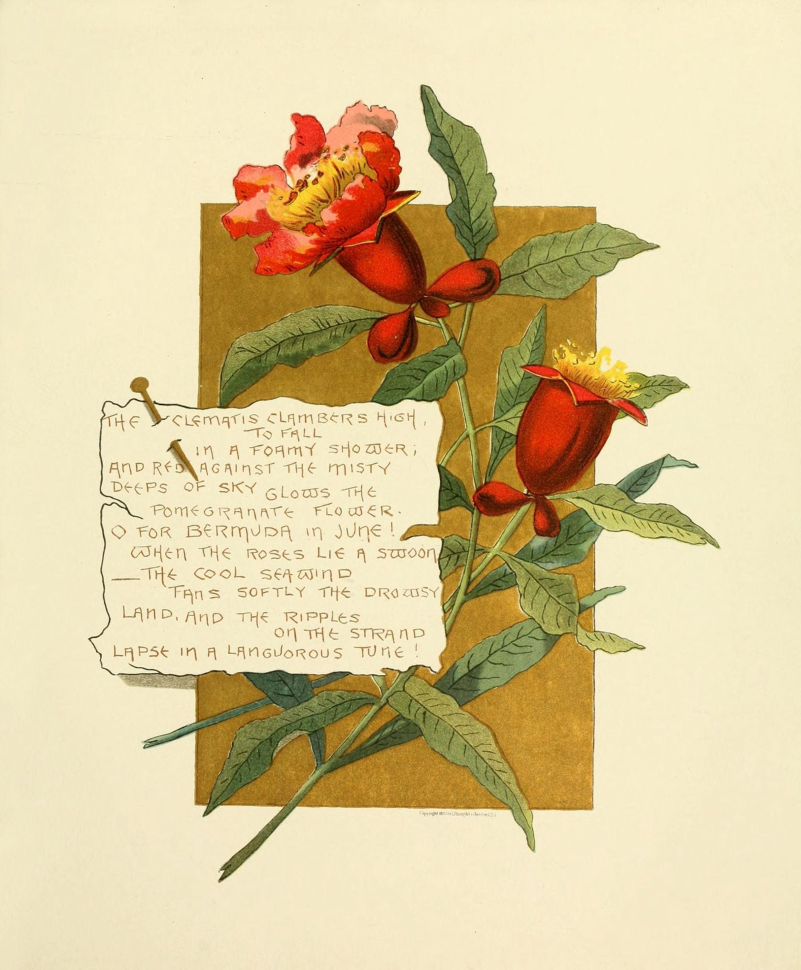 Bermuda in June 1893 Clematis clambers high Canvas Art - Bessie Gray (18 x 24)