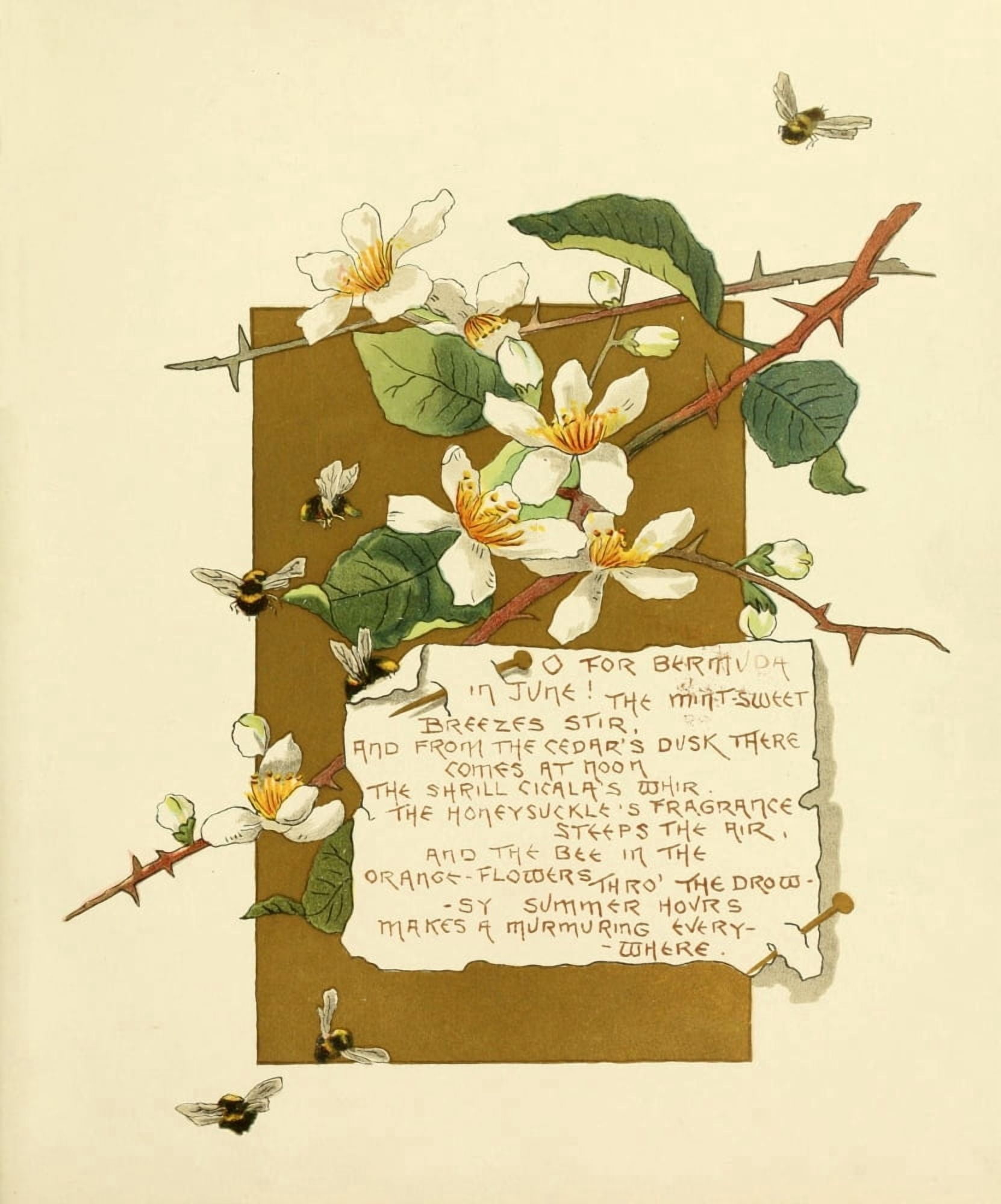 Bermuda in June 1893 O for Bermuda Canvas Art - Bessie Gray (18 x 24)