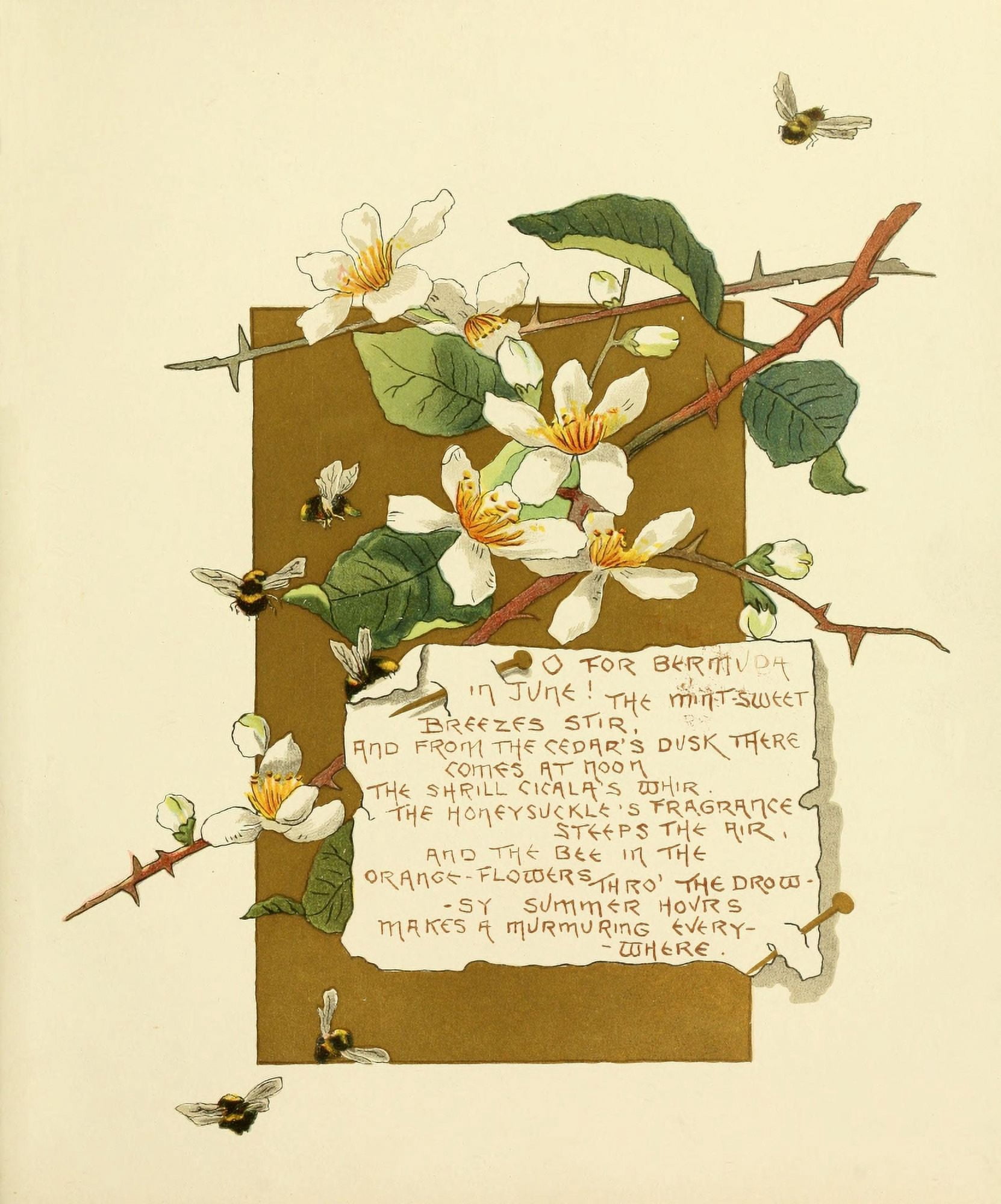 Bermuda in June 1893 O for Bermuda Canvas Art - Bessie Gray (24 x 36)