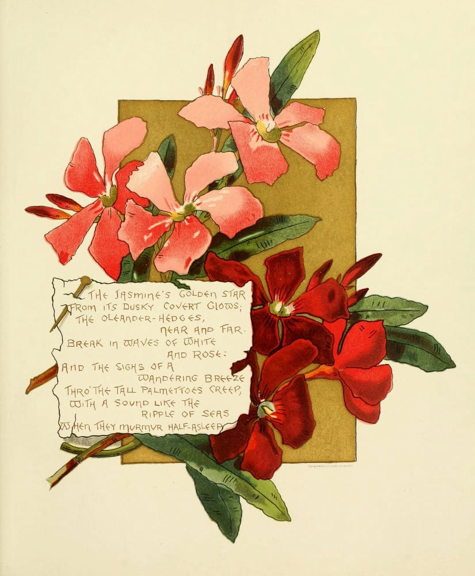 Bermuda in June 1893 The Jasmines golden star Canvas Art - Bessie Gray (18 x 24)