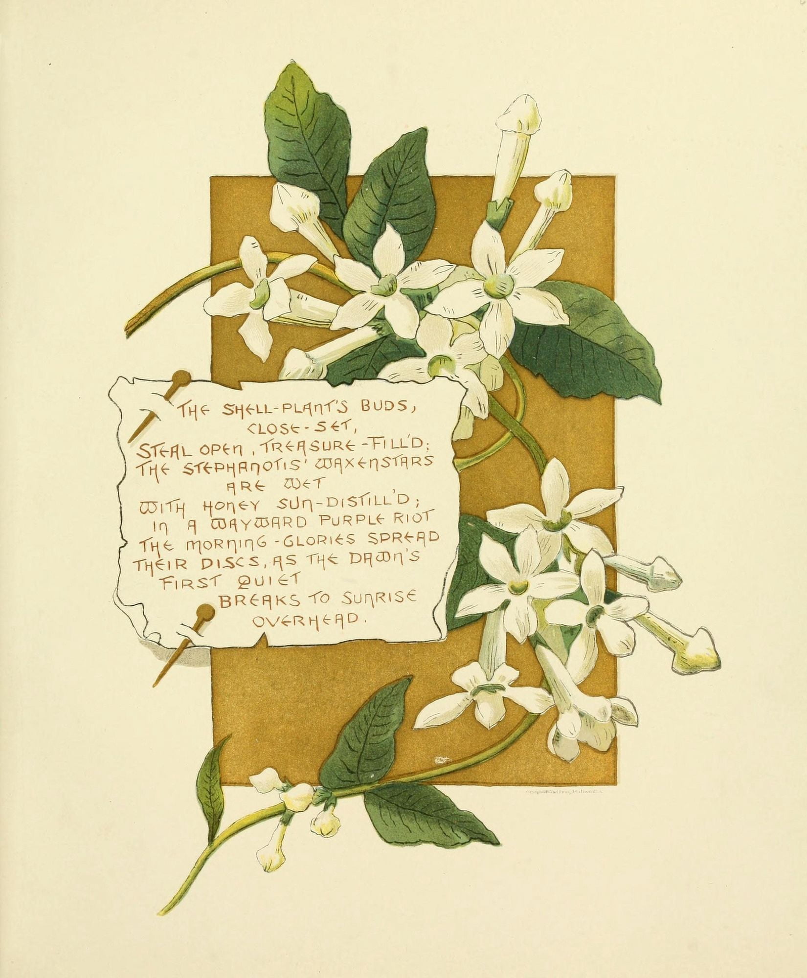 Bermuda in June 1893 The Shell plants buds Canvas Art - Bessie Gray (24 x 36)