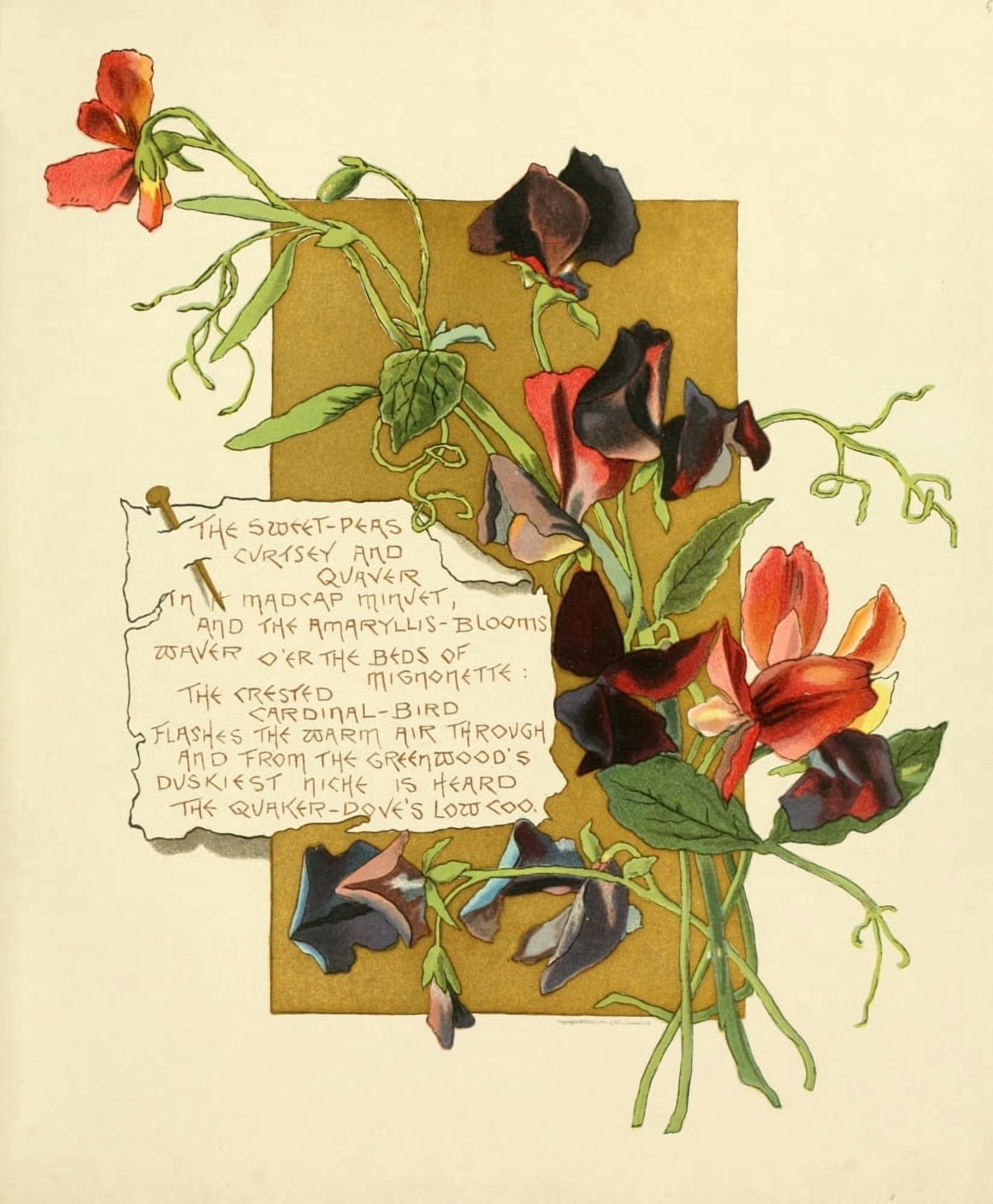 Bermuda in June 1893 The Sweet Peas Canvas Art - Bessie Gray (18 x 24)