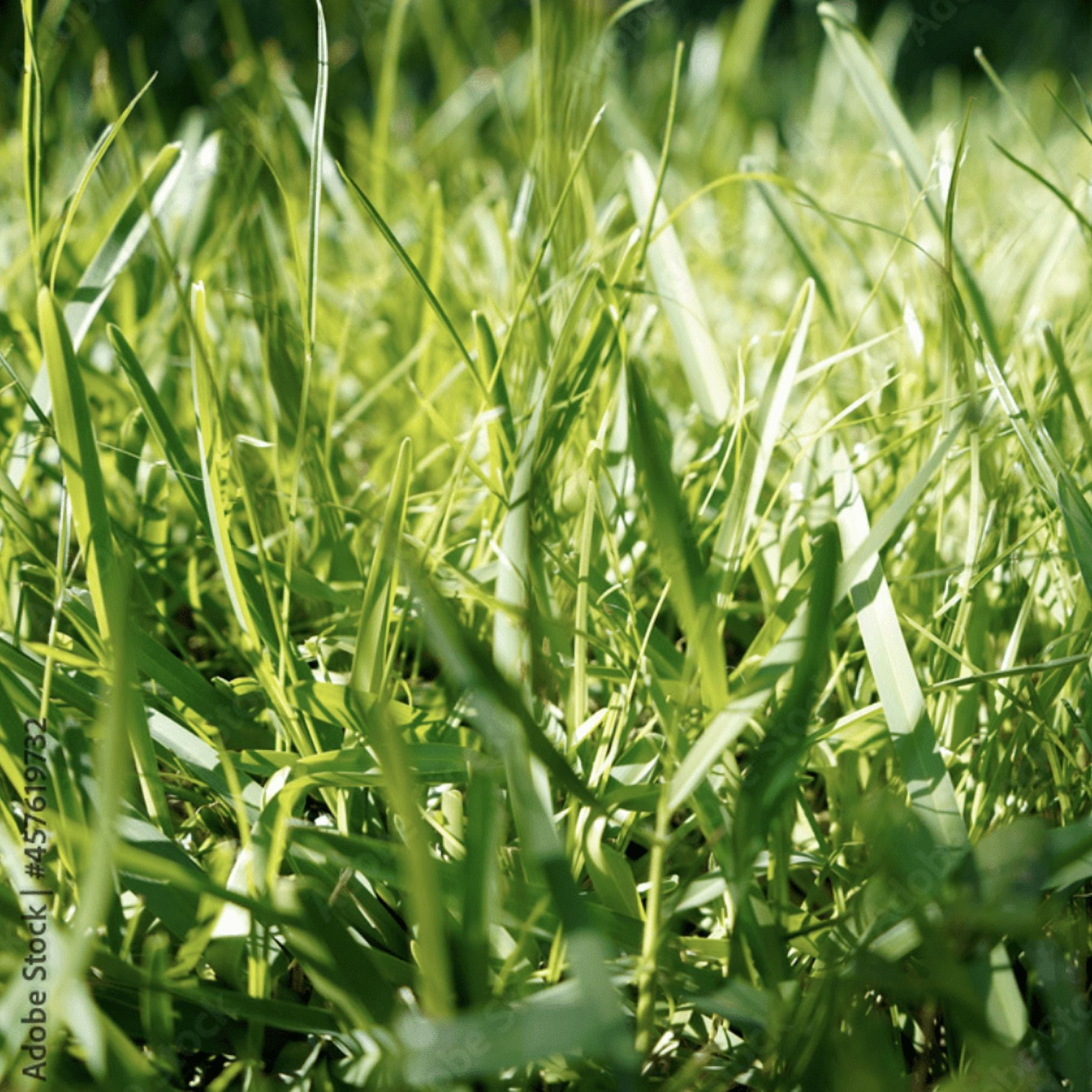 Bermudagrass - 5 lb - Covers 20,000 Sq Ft