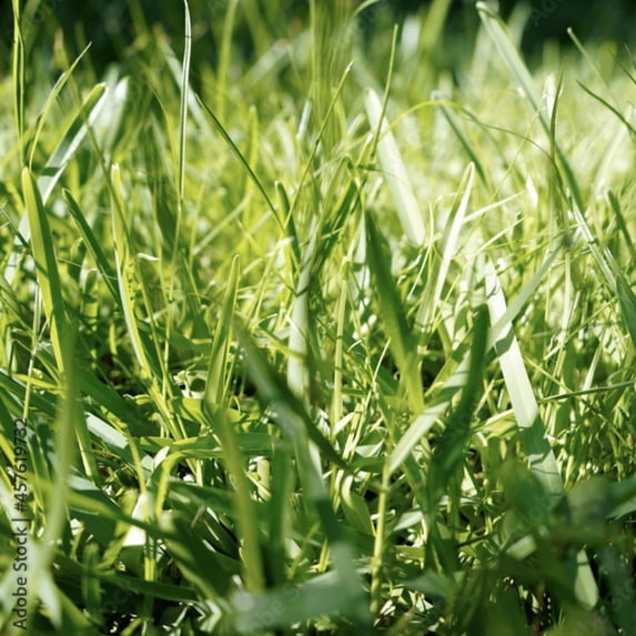Bermudagrass - 5 lb - Covers 20,000 Sq Ft