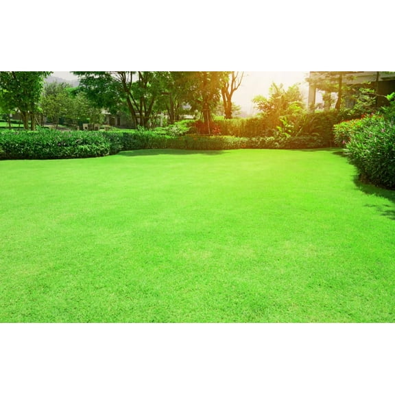 Bermudagrass Seeds for Planting - Great for Yard and Lawn Grass (8 Ounces)