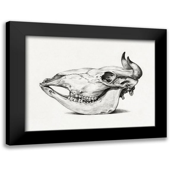 Bernard, Jean 14x12 Black Modern Framed Museum Art Print Titled - Skull of a cow (Side)