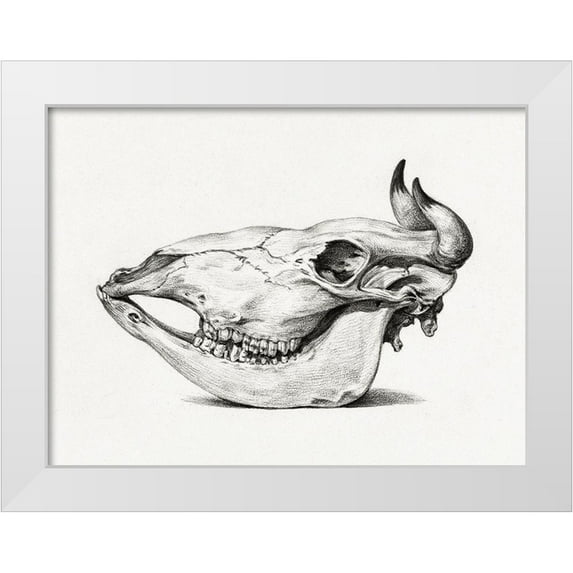 Bernard, Jean 24x19 White Modern Wood Framed Museum Art Print Titled - Skull of a cow (Side)
