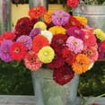 thumbnail image 1 of Papaws Garden 50 Giant Mix Zinnia Flower Seeds, 1 of 1