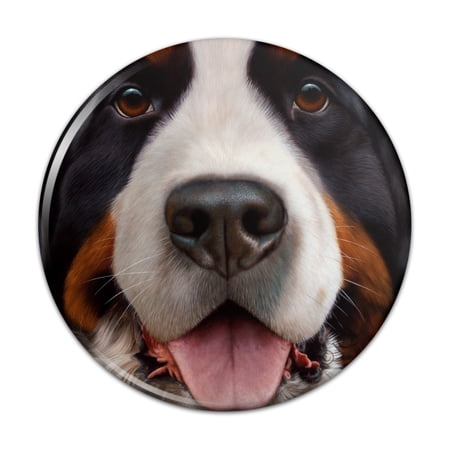 Bernese Mountain Dog Face Closeup Pinback Button Pin