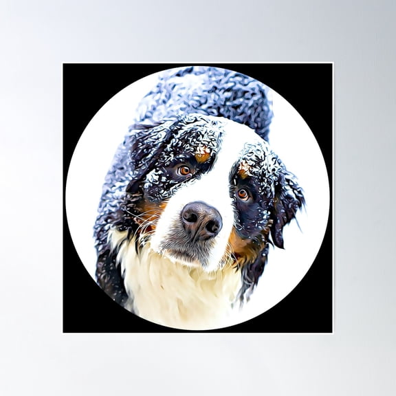 Bernese Mountain Dog Portrait Poster Wall Art, Modern Wall Decor, 30x30 UNFRAMED