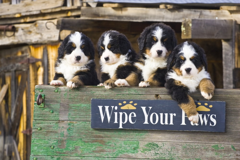 Bernese Mountain Dog Puppies Sit In An Old Antique Wagon Canvas Art - Michael DeYoung Design Pics (34 x 22)