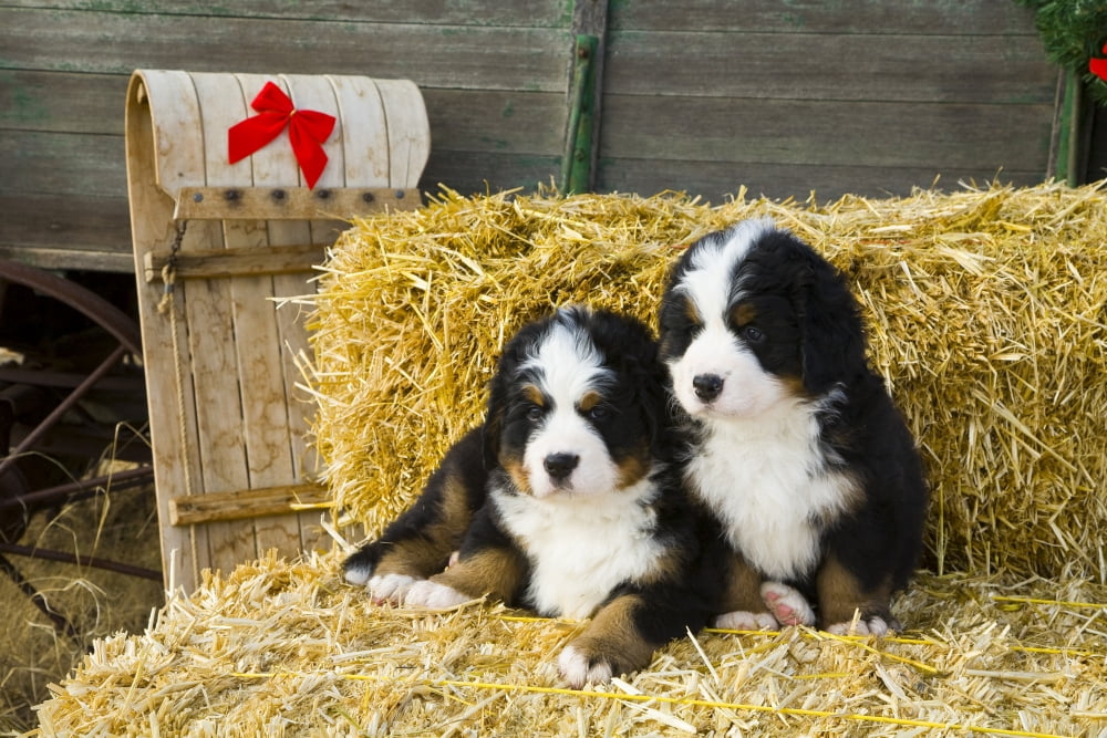 Bernese Mountain Dog Puppies Sit On Hay Bales With A Toboggan Sled In The Background Canvas Art - Michael DeYoung Design Pics (17 x 11)
