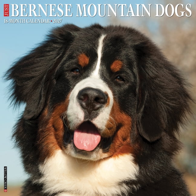 Bernese Mountain Dogs 2027 12 X 12 Wall Calendar, (Paperback)