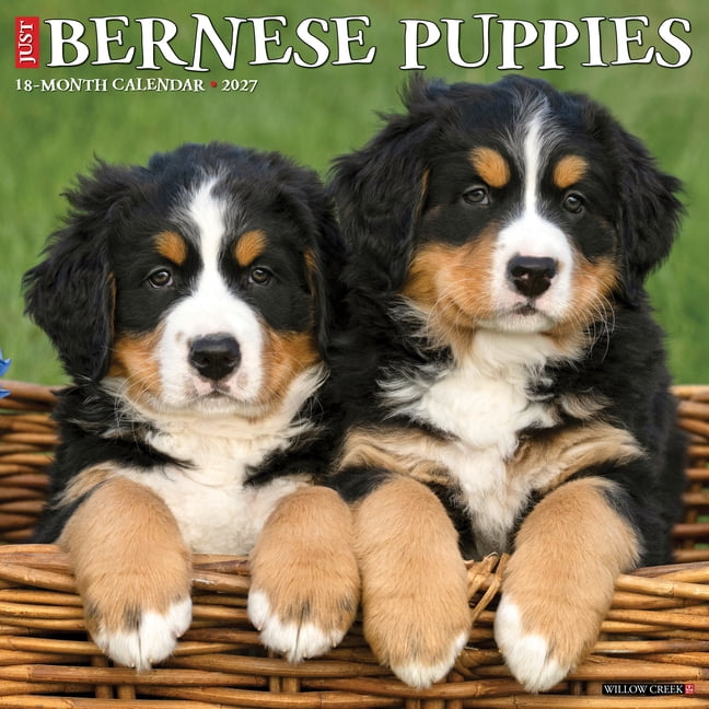 Bernese Mountain Puppies 2027 12 X 12 Wall Calendar, (Paperback)